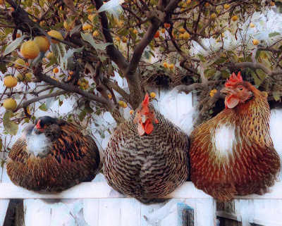 Derek the Chicken | He Gave His Life for Nourishment