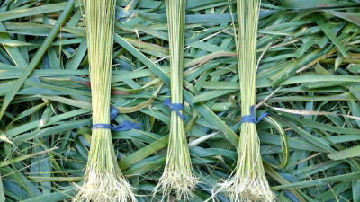 Maljo or Mal Yeaux and Jharay or Jaray | Yuh is ah Trini!